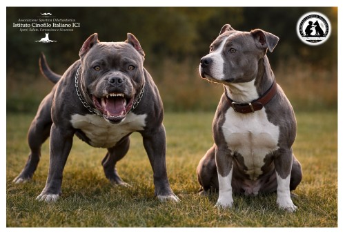 Quello dei Pitbull, è veramente un comportamento ...